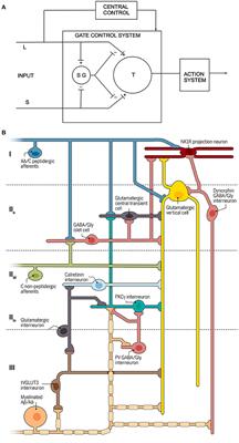 An Historical Perspective: The Second Order Neuron in the Pain Pathway